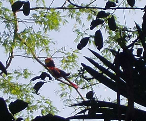 Scarlet Macaw Pair - Maya Expeditions