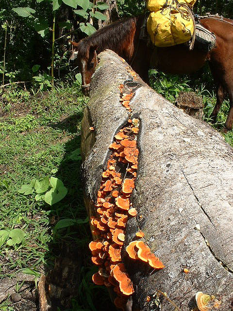 Horse and Fungi on trail Dos Pilas - Maya Expeditions