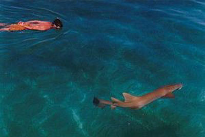 Sailing on Las Sirenas Swimming with Shark - photo by Aventuras Vacacionales, S.A.