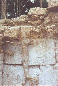 Reconstructed wall at La Florida El Mirador Basin - Maya Expeditions