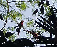 Birdwatching Pair of Scarlet Macaw - Maya Archaeology El Peru