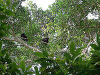 Howler monkeys one with a baby - Nature Reserves Photo Gallery - Maya Expeditions