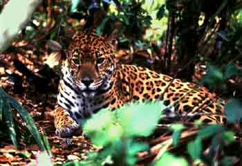 Jaguar - Nature Reserves - Maya Expeditions