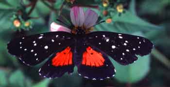 Butterfly - Nature Reserves Photo Gallery - Maya Expeditions